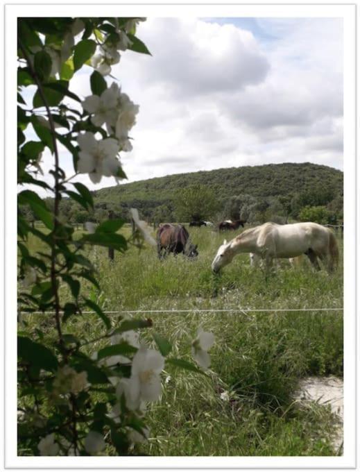 Charming Small House Close To Uzes Foissac  Ngoại thất bức ảnh